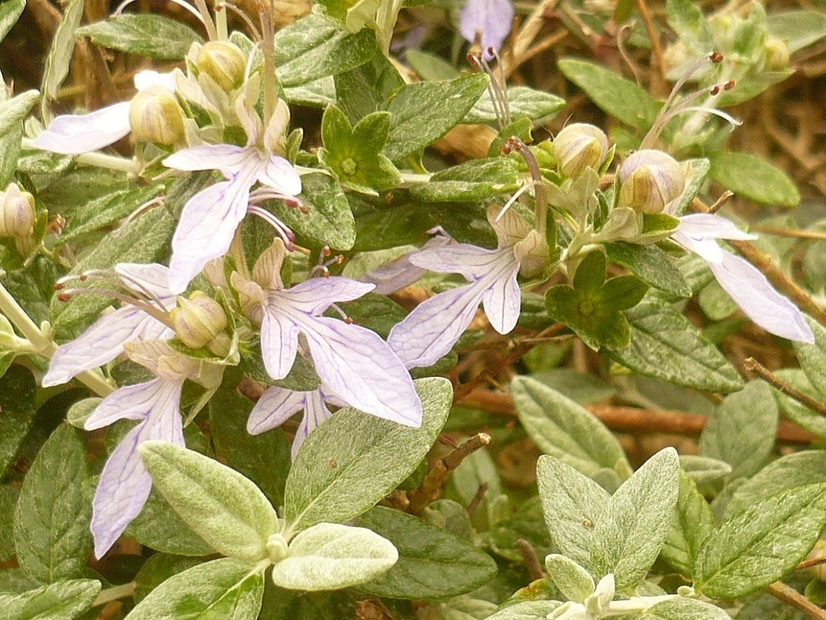 Teucrium fruticans (Lamiaceae)